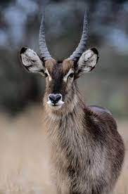 Well you're in luck, because here they come. African Antelope African Antelope Africa Animals African Animals
