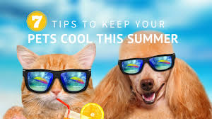 7 Tips For Keeping Your Pets Cool This Summer Hirschfeld