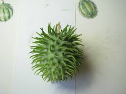 Image result for Cucumis hirsutus