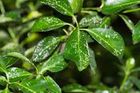 Check spelling or type a new query. Euonymus Scale Garden Pests Diseases Gardening Tips Thompson Morgan