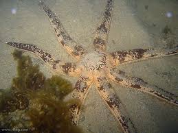 Luidia Australiae Also Known Sothern Sand Star Order Paxillosida Family Luidiidae Genus Luidia