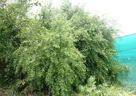 Image result for Salvadora persica