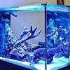 Membuat hiasan aquarium dari barang bekas. 1