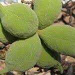 Image result for Sterculia africana
