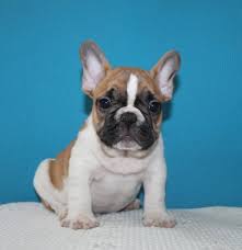 French bulldog puppies for sale are an affectionate breed who will benefit from lots of bonding time and. French Bulldog English Bulldog Puppies