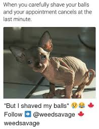 Apr 22, 2021 · shaving your pubic area should never, ever, be done while skin is dry. Shaved Balls Memes