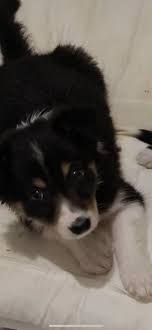 Border Collies Pets Preloved In 2020 Collie Puppies Collie Puppies For Sale Puppies