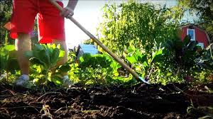 With these methods, you might still be able to get away with little or no. Fastest Way To Organically Remove Weeds From The Garden Youtube