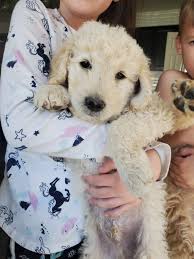 Customers describe sunshine acres as responsible, ethical, friendly and helpful, informative, and professional. Surprise Goldendoodles Home Facebook
