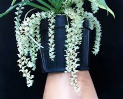 Image result for Diaphananthe