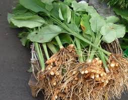 Image result for image of kanu festival with fresh turmeric leaves