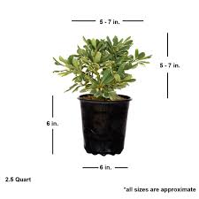 Image result for Pittosporum