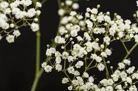 Pin On Gypsophila