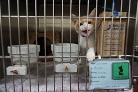 Maybe you would like to learn more about one of these? Humane Society Of Northeast Georgia Works To Fund Rescu Accesswdun Com