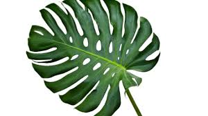See more ideas about monstera leaf, monstera, tropical art. Propagating Monstera Without Node The Truth Plantophiles
