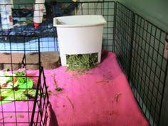 There are many ways to make your own hay rack, but i find this one the quail cages with quails fcqfarm com. 40 Hay Rack Litter Box Ideas Hay Racks Litter Box Bunny Cages
