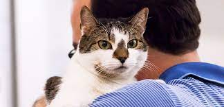 Also, watch your cat's breathing and try to count how many breaths it takes per minute. Older Cats With Behavior Problems Aspca