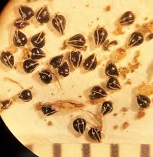 Image result for Eleocharis atropurpurea