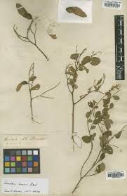 Image result for Securidaca welwitschii