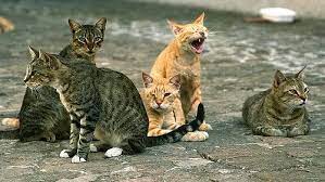 In questi giorni sto avendo un problema che inizia ad essere veramente fastidioso…il gatto dei miei vicini continua a venire nel mio giardino e mi strapazza i fiori…scommetto che anche a voi è già successa. Come Allontanare I Gatti Rimedi