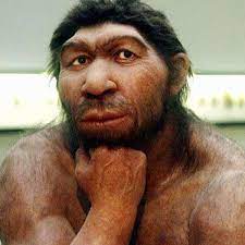 Der neandertaler, der wahrscheinlich vor 150.000 bis 50.000 jahren lebte, hat bereits sehr früh den zunächst mal, die neandertaler waren wesentlich kleiner gewesen als wir. Neandertaler War Fleischfresser Wissen