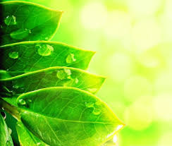 Free animated wallpaper windows 10. Beautiful Animation In Nature Free Stock Photos Download 24 756 Free Stock Photos For Commercial Use Format Hd High Resolution Jpg Images