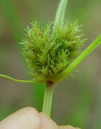 Image result for Cyperus squarrosus