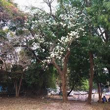 Image result for Nuxia oppositifolia