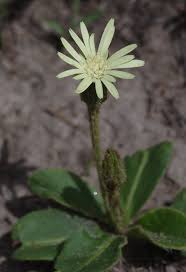 Image result for Gerbera piloselloides