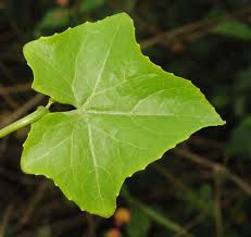 Image result for Coccinia grandis