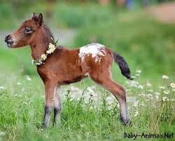 Baby Horse Horse Babyhorse Cutehorse Littlehorse Sweethorse Funnyhorse Babyanimals Cuteanimals Sweetanimals Funnya Baby Horse Hayva