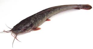 Pengertian pisces (ikan) ikan ialah salah satu jenis hewan vertebrata yang bersifat poikilotermis (berdarah dingin), mempunyai ciri khas pada tulang belakang, insang (operculum) dan juga siripnya serta bergantunga pada air … Morfologi Dan Klasifikasi Ikan Lele Clarias Sp
