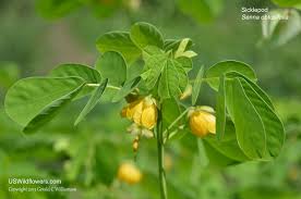 Image result for Senna obtusifolia