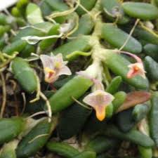 Image result for Liparis harketii