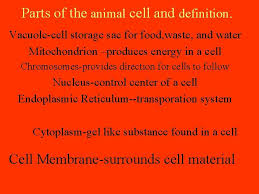 Cells Make Up Plants Cells Make Up All