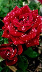 Pin On Roses
