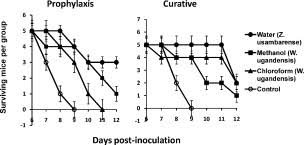 Image result for Zanthoxylum usambarense