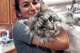 It is one of the oldest natural breeds in north america, specifically native to the us state of maine, where it is the official state cat. The 20 Cutest Maine Coon Cat Videos Of All Time