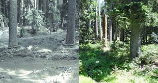 Mount st helens national volcanic monument 42218 n.e. Mount St Helens 35 Years After Eruption Nature Returns Cbs News