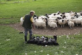 Sheep Herding In Scotland Farm Animals Pictures Working Dogs Farm Dogs
