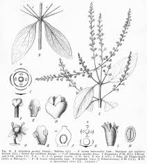 Image result for Salvadora australis