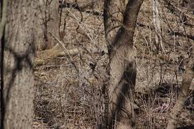 A White Tailed Deer Doe Camouflaged Well Between The Trees At Lyman Woods Whitetail Deer Tree Deer Doe