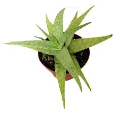 Image result for Aloe zebrina