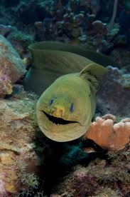 6 Ripping Drift Dives Ocean Creatures Diving Sea World