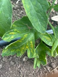 Image result for tomato seedling early blight