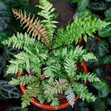 Image result for Blechnaceae