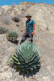 Image result for Sebaea brachyphylla