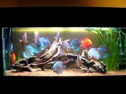 Pin Auf Aquarium
