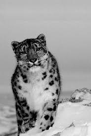 Julian matthews of discoveryinitiatives provided field volunteers for the snow leopard, gobi bear and wild camel surveys. Https Www Traffic Org Site Assets Files 4012 Fading Footprints Pdf