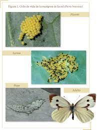 Polillas Carnivoras